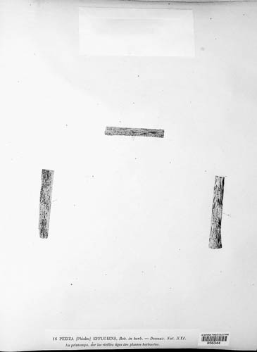 Trichopeziza effugiens image
